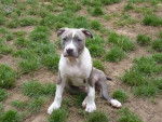 Fast - American Staffordshire Terrier M&acirc;le (7 mois)