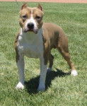 Ford - American Staffordshire Terrier Mâle (1 an)