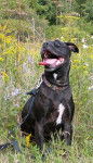 Kyana - American Staffordshire Terrier (1 an)