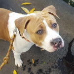 Atos - American Staffordshire Terrier Mâle (7 mois)