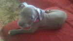Jade - American Staffordshire Terrier (4 mois)