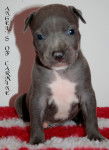 fazer - American Staffordshire Terrier Mâle (2 mois)