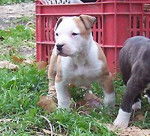 anniversaire (American Staffordshire Terrier) - American Staffordshire Terrier
