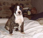 amrican staff (American Staffordshire Terrier) - American Staffordshire Terrier