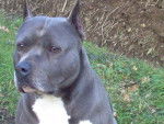 amrican staff -- American Staffordshire Terrier - American Staffordshire Terrier
