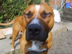 amstaff spaika - American Staffordshire Terrier