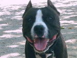 American Staffordshire Terrier, Nino - American Staffordshire Terrier