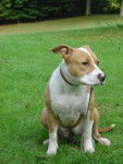 Liloo Amstaffs - American Staffordshire Terrier