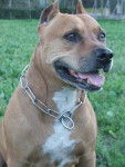 popeye 9 ans (amstaff - American Staffordshire Terrier (9 ans)