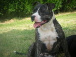 american staffordshire terrier divine - American Staffordshire Terrier