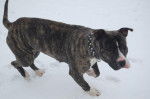 american staffordshire terrier divine - American Staffordshire Terrier