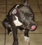 Caïser - American Staffordshire Terrier Mâle (2 ans)