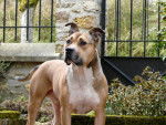 Baloo amstaff - American Staffordshire Terrier