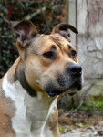 Baloo amstaff - American Staffordshire Terrier