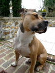 Baloo amstaff - American Staffordshire Terrier