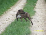 DONUTS american staffordshire terrier - American Staffordshire Terrier
