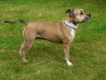 Baloo amstaff - American Staffordshire Terrier