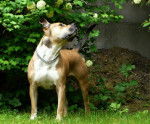 Baloo amstaff - American Staffordshire Terrier