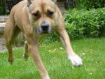 Baloo amstaff - American Staffordshire Terrier