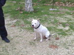 american staffordshire terrier alias tina - American Staffordshire Terrier