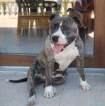 amstaff divine - American Staffordshire Terrier