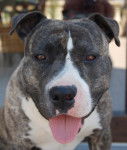 amstaff divine - American Staffordshire Terrier