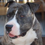 amstaff divine - American Staffordshire Terrier