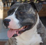 amstaff divine - American Staffordshire Terrier