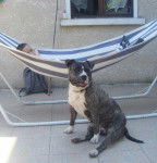 amstaff divine - American Staffordshire Terrier