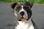 american staffordshire terrier divine - American Staffordshire Terrier