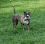 amstaff divine - American Staffordshire Terrier