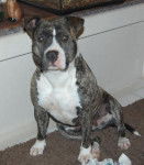 amstaff divine - American Staffordshire Terrier