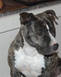 amstaff divine - American Staffordshire Terrier