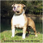 american staffordshire terrier - American Staffordshire Terrier