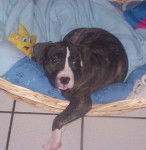 amstaff divine - American Staffordshire Terrier