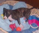 amstaff divine - American Staffordshire Terrier