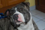 amstaff divine - American Staffordshire Terrier