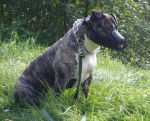 amstaff divine - American Staffordshire Terrier