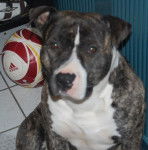 amstaff divine - American Staffordshire Terrier