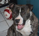 amstaff divine - American Staffordshire Terrier
