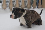 amstaff divine - American Staffordshire Terrier