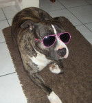 amstaff divine - American Staffordshire Terrier