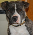 american staffordshire terrier divine - American Staffordshire Terrier