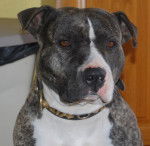 american staffordshire terrier - American Staffordshire Terrier