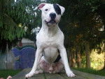DRAGO american staffordshire terrier - American Staffordshire Terrier