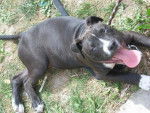 american staffordshire terrier - American Staffordshire Terrier