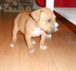 amstaff - American Staffordshire Terrier