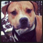 American Staffordshire Terrier - American Staffordshire Terrier