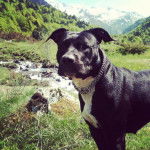 American Staffordshire Terrier - American Staffordshire Terrier