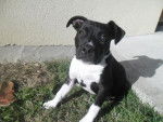 american staffordshire terrier son nom est Athena - American Staffordshire Terrier